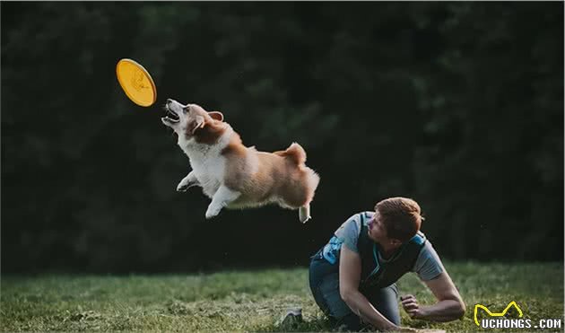 带你了解真正的“幼犬社会化