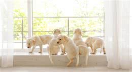 带你了解真正的“幼犬社会化