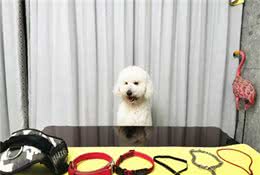 狗狗项圈测评：中大型犬防爆冲，这款效果最好