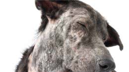 犬皮肤病：犬麻风样肉芽肿综合征，该如何诊断治疗？