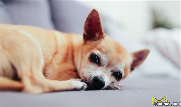 为什么主人听到犬细小都害怕？它真的无法治疗吗？这5点能远离它