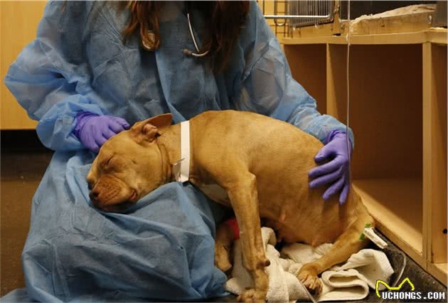 为什么主人听到犬细小都害怕？它真的无法治疗吗？这5点能远离它