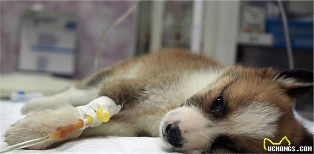 为什么主人听到犬细小都害怕？它真的无法治疗吗？这5点能远离它