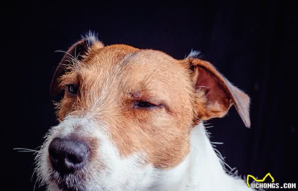 为什么主人听到犬细小都害怕？它真的无法治疗吗？这5点能远离它