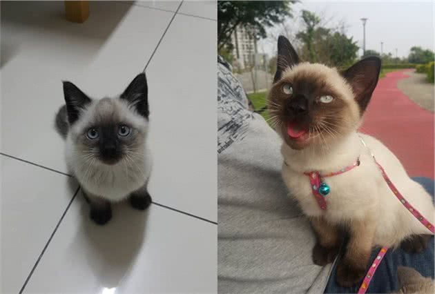 暹罗猫都会变色！但这只猫咪太特别，是不分日夜去挖煤了？