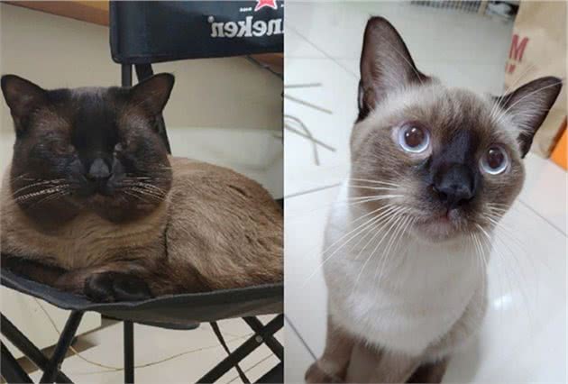 暹罗猫都会变色！但这只猫咪太特别，是不分日夜去挖煤了？