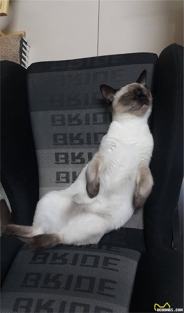 暹罗猫都会变色！但这只猫咪太特别，是不分日夜去挖煤了？