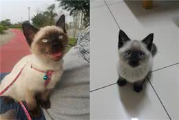 暹罗猫都会变色！但这只猫咪太特别，是不分日夜去挖煤了？
