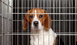 狗生性活泼爱动，散养时有的会有拆家行为，狗长时间关笼子会疯吗