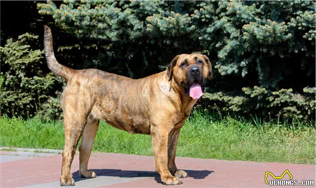 六种极具有攻击性的战斗犬种—大家一起来了解下