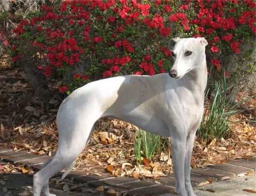 中华神犬“哮天犬”，为什么养的人少？有这几大真相