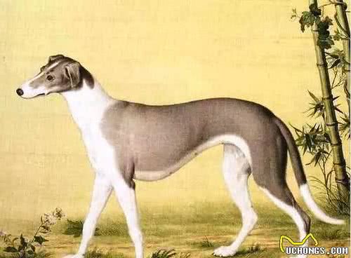 中华神犬“哮天犬”，为什么养的人少？有这几大真相