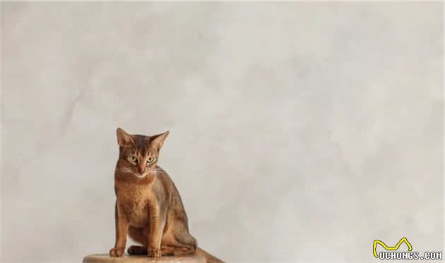 天生一副帝王相，实际却是个粘人精！这种猫简直让人太上头