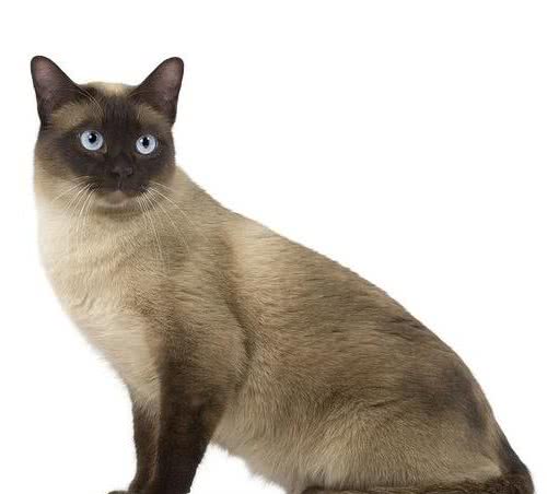 个性独特的猫中贵族—暹罗猫