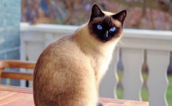 个性独特的猫中贵族—暹罗猫