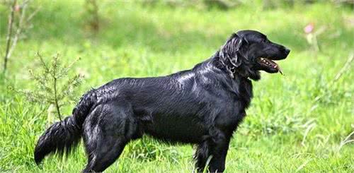 以为是金毛，有可能是大白熊或平毛寻回犬