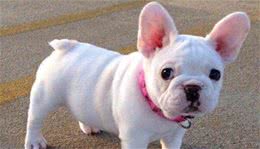 犬的喜怒悲哀，有这5种表现方式，你家爱犬有吗？