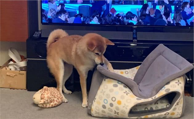 给柴犬买了一个狗窝，几分钟后笑翻：不是这样用的啊