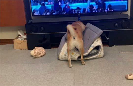 给柴犬买了一个狗窝，几分钟后笑翻：不是这样用的啊