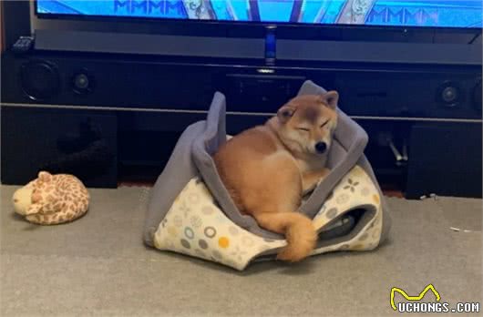 给柴犬买了一个狗窝，几分钟后笑翻：不是这样用的啊