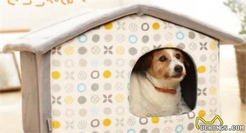 给柴犬买了一个狗窝，几分钟后笑翻：不是这样用的啊