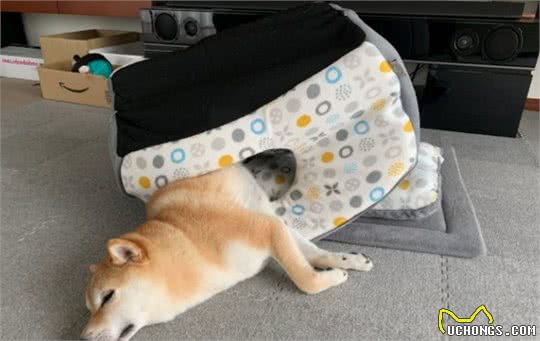 给柴犬买了一个狗窝，几分钟后笑翻：不是这样用的啊