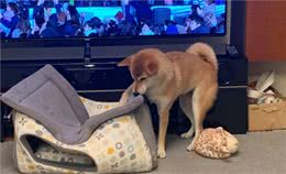 给柴犬买了一个狗窝，几分钟后笑翻：不是这样用的啊