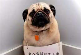 有狗以后，我发现狗笼子“必不可少”，这五种功能很实用！