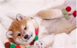 柴犬幼犬啥时候立耳？8个月还没立耳是土狗吗？