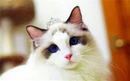 猫界选美大赛，邀你做评委，选出你心目中的NO1