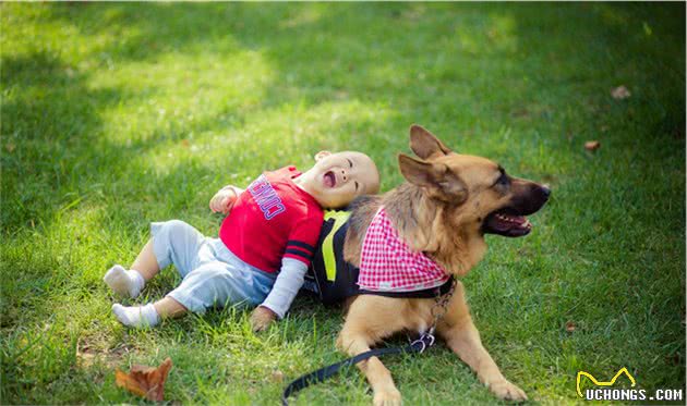 家里想养一条护卫犬：德牧和罗威纳，哪个比较好？