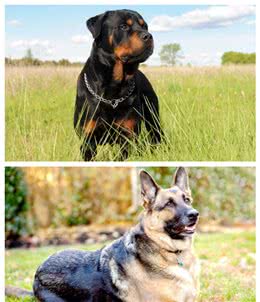 家里想养一条护卫犬：德牧和罗威纳，哪个比较好？