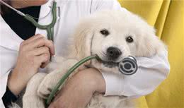 狗狗健康状况也要看生月，这个月份出生的狗狗要注意了