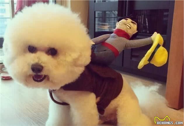 狗狗撒娇排行榜：这5种狗狗，就像女朋友一样