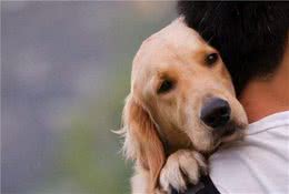 狗狗撒娇排行榜：这5种狗狗，就像女朋友一样