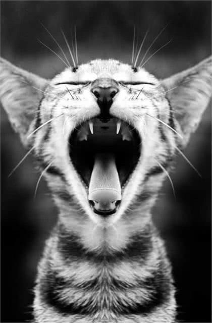 猫爸专栏丨离家时，如何选择猫主子的托养方式？（二）