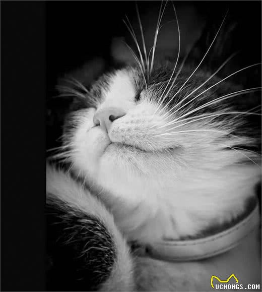 猫爸专栏丨离家时，如何选择猫主子的托养方式？（二）