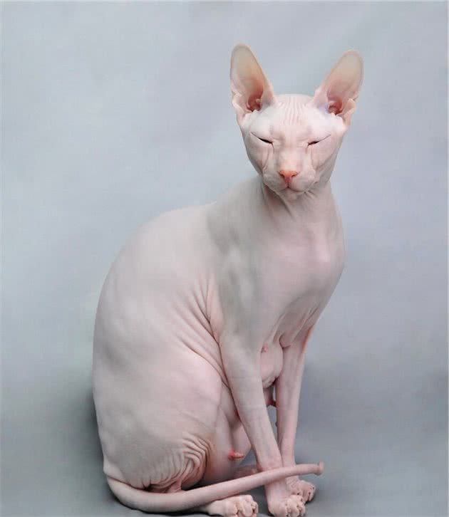 劝退你养无毛猫的理由，不仅是“丑”，还有这几点