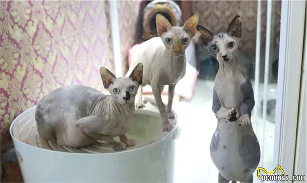 劝退你养无毛猫的理由，不仅是“丑”，还有这几点
