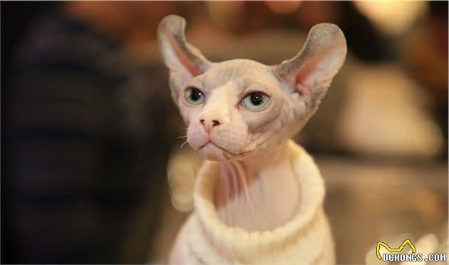 劝退你养无毛猫的理由，不仅是“丑”，还有这几点