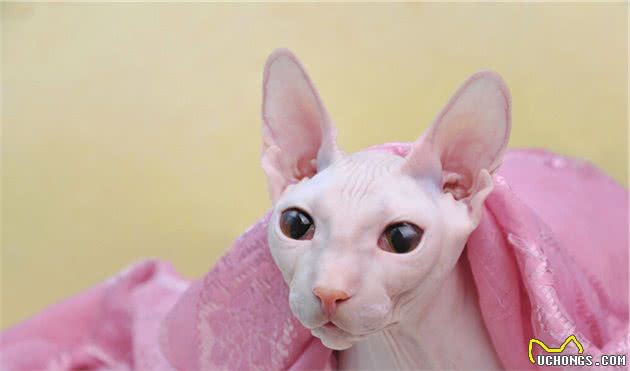 劝退你养无毛猫的理由，不仅是“丑”，还有这几点