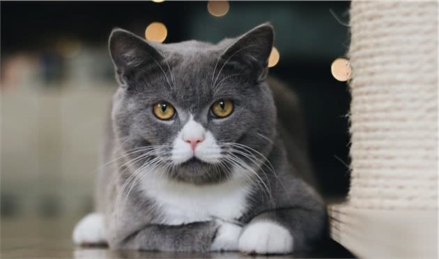 英短短毛猫什么颜色最美？你家养的是哪种呢？