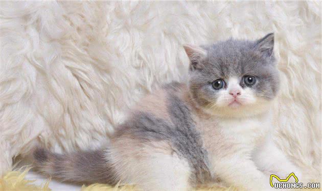 英短短毛猫什么颜色最美？你家养的是哪种呢？