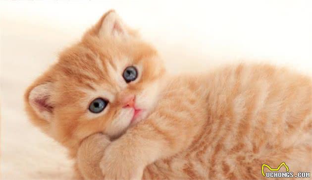 英短短毛猫什么颜色最美？你家养的是哪种呢？