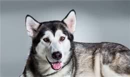 狗狗便便不正常有哪些，什么原因？该怎么办？