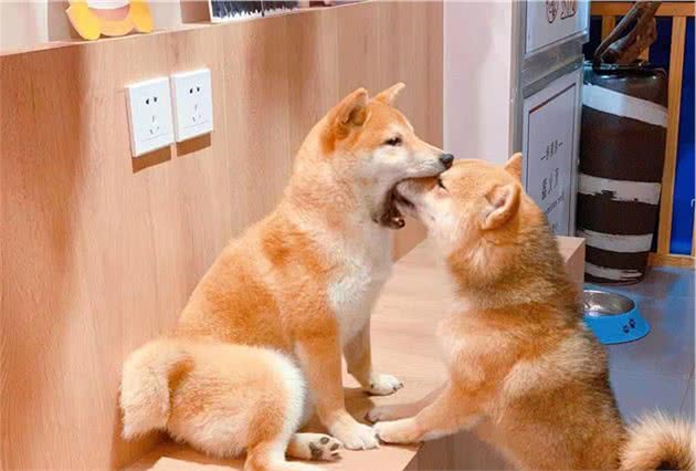 柴犬是很可爱但你真的做好准备了吗？细数柴犬的优缺点