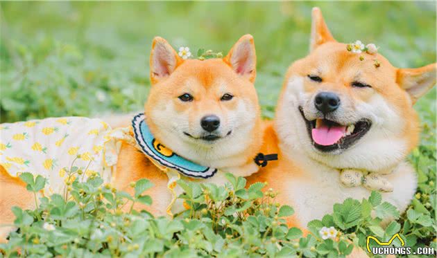 柴犬处于“痛苦”的6大表现，网友：主人要心疼了