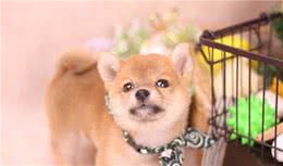 柴犬处于“痛苦”的6大表现，网友：主人要心疼了