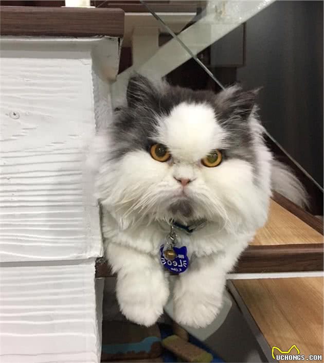 泰国小萌猫长残了！由可爱小美女，长成秃头而且臭脸的大叔猫