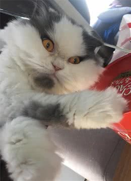 泰国小萌猫长残了！由可爱小美女，长成秃头而且臭脸的大叔猫